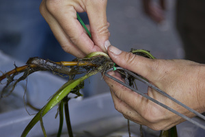 An eelgrass transplant consists of tying five eelgrass rhizomes together with a twist-tie and attaching it to a landscaping staple. The staple is then buried in the subtidal area where eelgrass is expected to flourish. More photos can be viewed by clicking on the photo.