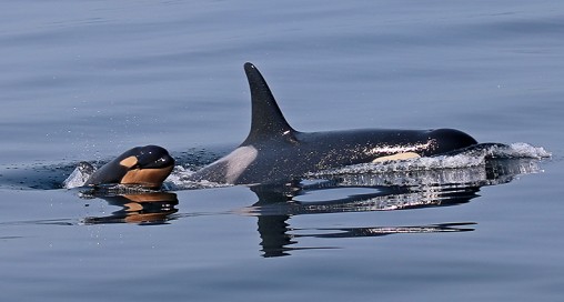 A calf born this year to a resident Puget Sound orca has not been seen recently and scientists think it may have died. | rollover image for more