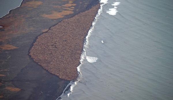 Corey Accardo, NOAA/NMFS/AFSC/NMMLThis is what 35,000 walruses look like when they do not have sea ice to rest on in the open water.