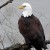 Puget Sound eagles show high levels of banned toxic compound