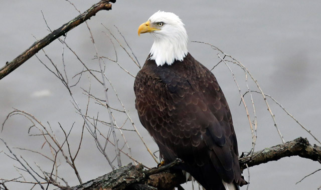 The significance of the exposure of the Pacific Northwest eagles to PBDEs is not clear, but PCBs were banned 40 years ago and we're still dealing with the residual affect of that toxic chemical compound in the environment. (AP Photo/File) 