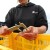 Nisqually Tribe counting prawns in South Sound