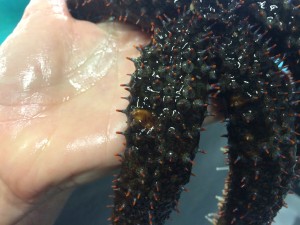 Researchers analyzed hundreds of sunflower starfish to figure out what’s causing sea star wasting syndrome. Photo courtesy of Cornell University