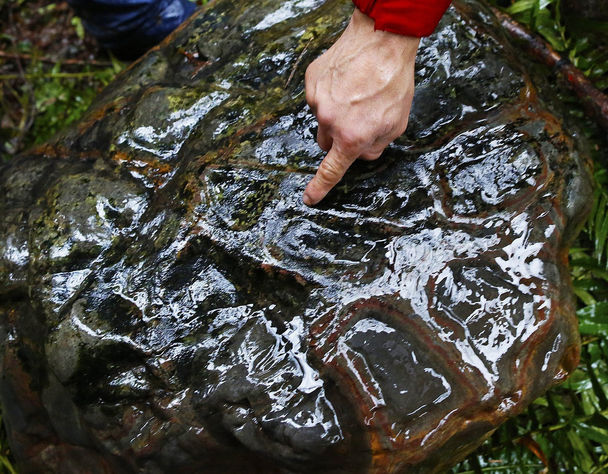 Mark Harrison / The Seattle TimesAn old petroglyph found by a fisherman in the Calawah River was celebrated with a ceremony by a group of Quileute tribal members before it was moved to the tribal headquarters in La Push. State archaeologists authenticated the carving and think it may date to around or before the mid-1700s. 