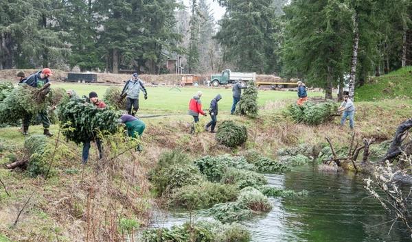 Members of the Tualatin Valley chapter of Trout Unlimited toss used Christmas trees into a side channel of the Necanicum River on the Oregon Coast. | credit: Michael Ellis