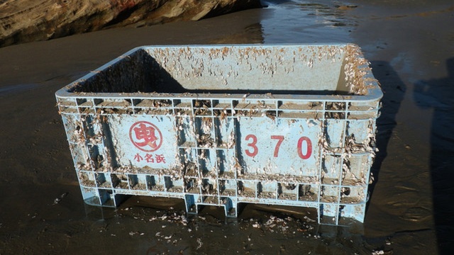 Shipping tote dislodged during the Japanese tsunami washed ashore near Seal Rock, Ore. in late November. It was covered with about 200 blue mussels. | credit: Oregon State University 