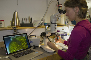 WSU toxicologist Jen McIntyre checks the condition of an embryo that was exposed to urban stormwater runoff. More pictures from the study can be found by clicking on the photo.