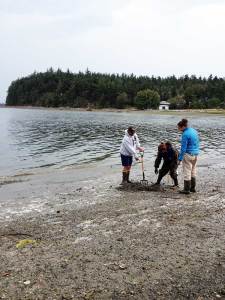 Swinomish staff and OSU students sample clams on Kukutali Preserve.