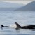 Endangered newborn baby orca is a girl, experts say