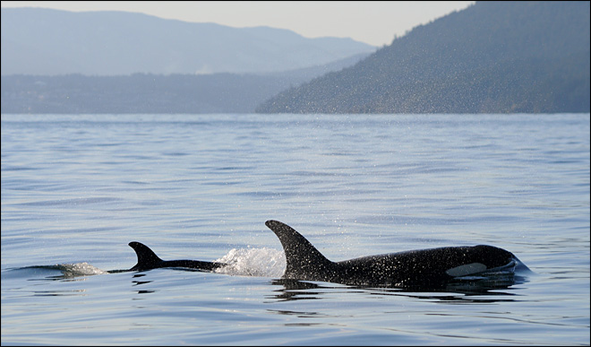 In this Tuesday, Dec. 30, 2014 photo provided by the Center for Whale Research, a new baby orca whale swims near its mother near Vancouver Island in the Canadian Gulf Islands of British Columbia. (AP Photo/Center for Whale Research, Ken Balcomb)