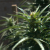 Grow Their Own! California Tribe Will Grow Medical Marijuana on Tribal Land