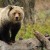 Tribes join effort to keep Yellowstone grizzlies protected