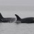 Second orca calf born to endangered J pod in 2 months