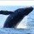Whale of a good story: Humpback comeback and new orca