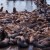 Hungry Sea Lions Pile Into The Columbia River