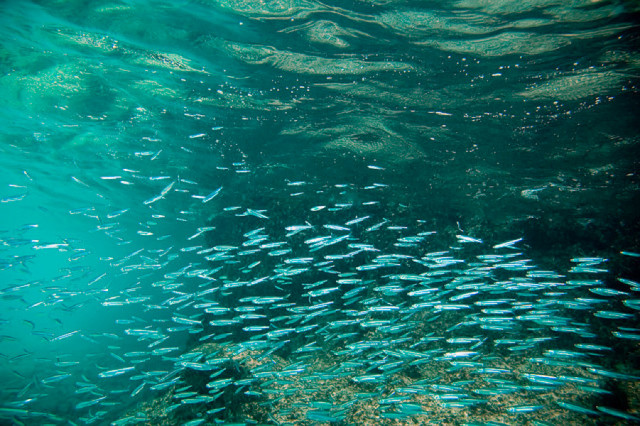 A new rule prohibits new fisheries on forage fish species including silversides, shown here.Paul Asman and Jill Lenoble/Flickr