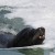 Seals, Sea Lions Slowing Salmon Recovery