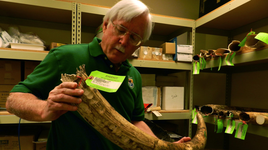 Ken Goddard holds an elephant tusk, one of 72 the lab recieved in a poaching investigation. The case has gone cold.Amelia Templeton