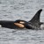 Orca Baby Boom Hits Puget Sound