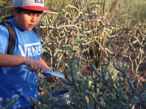 A young boy harvests cholla buds.(Photo: Tohono O'odham Community Action)