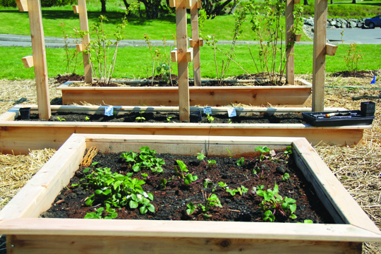 New garden boxes have been established for the various fruits and vegetables. Photo/Micheal Rios