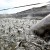 As salmon vanish in the dry Pacific Northwest, so does Native heritage