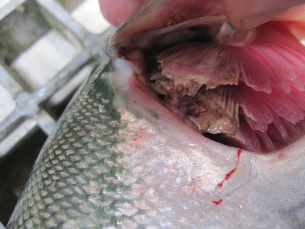 Columnaris lesions mar the gills of a sockeye salmon that was moving up the Columbia River in July 2015.