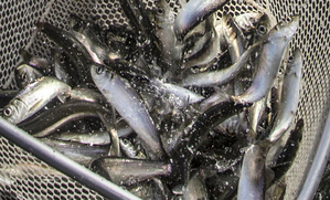 Herring, with much smaller eggs than pink salmon, are more susceptible to the effects from the polycyclic aromatics released from crude oil spills. (Steve Ringman / The Seattle Times)