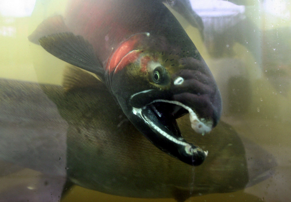 A three-year-old adult coho makes its way through the Issaquah Salmon Hatchery. (Mike Siegel / The Seattle Times)