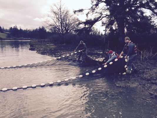 Researchers are casting nets into the Ebey Slough to see what fish are showing up.(Photo: Eric Wilkinson / KING)