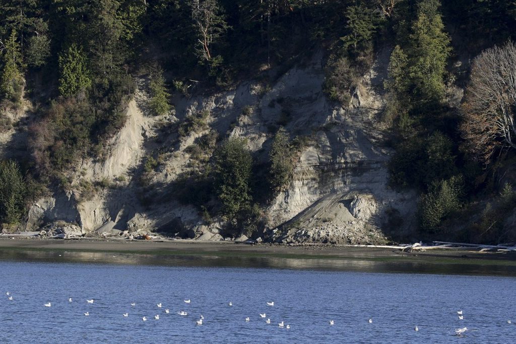 Evidence of a recent slide along a hillside near Arcadia Road on the Tulalip Reservation on Oct. 12. (Ian Terry / The Herald)
