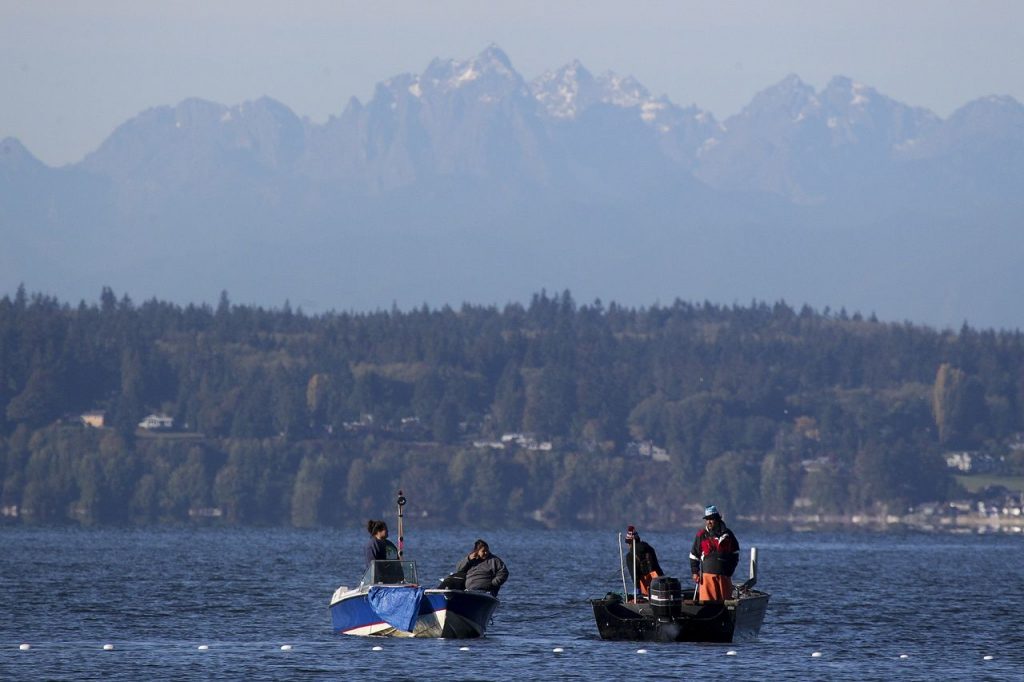 Fishermen in Tulalip Bay with the Olympic Mountains looming in the background. (Ian Terry / The Herald)