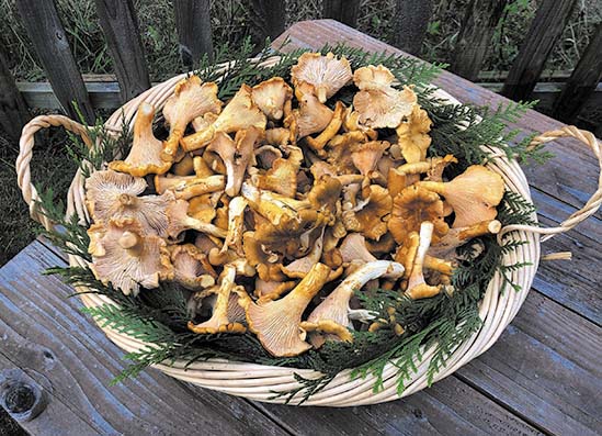 Wooden Mushroom Knife, Mushroom Brush, Foraging Tools, Forage